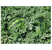 501 F1 Karpuz Fidesi