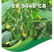 Darphane sv9448cb F1 Silor Hıyar Fidesi