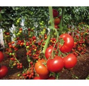 Diadem F1 Sırık Domates