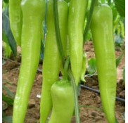 Abide F1 Çarliston Biber Fidesi