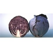 Alex F1 Kırmızı Lahana Fidesi