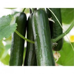 Almira F1 Badem Hıyar