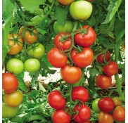 Alsancak F1 Domates Fidesi