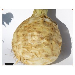 Çanakkale Kök Kereviz Fidesi