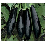 Anamur F1 Patlıcan Fidesi