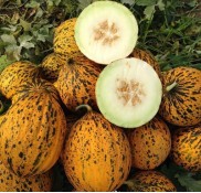 Anka F1 Kırkağaç Kavun Fidesi