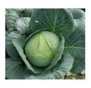 Atom F1 Beyaz Lahana Fidesi