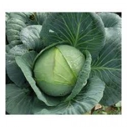 Atom F1 Beyaz Lahana Fidesi