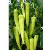 Ayberk F1 Çarliston Biber Fidesi