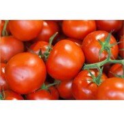 Aynaz F1 Sırık Domates