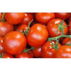 Aynaz F1 Sırık Domates