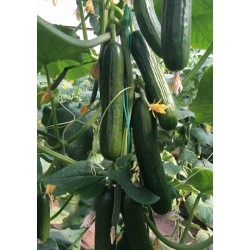 AZ 47 F1 Hıyar Fidesi