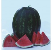 Aşılı Usta F1 Karpuz Fidesi