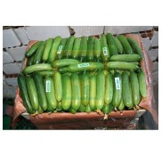 Baby F1 Silor Hıyar Fidesi