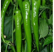 Bafra F1 Acı Sivri Biber Fidesi