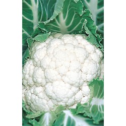 Belot F1 Karnabahar Fidesi