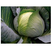 Bowie F1 Beyaz Lahana Fidesi