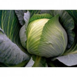 Bowie F1 Beyaz Lahana Fidesi