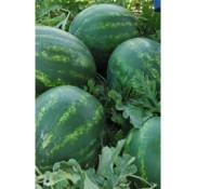 Bozbey F1 Karpuz Fidesi