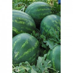 Bozbey F1 Karpuz Fidesi