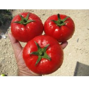 Bt 236 Oturak F1 Domates Fidesi