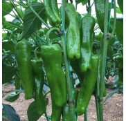 Üçburun Köy Biber Fidesi