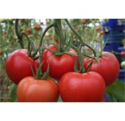 Büşra F1 Domates Fidesi