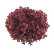 Carmesi Kırımızı Marul Fidesi