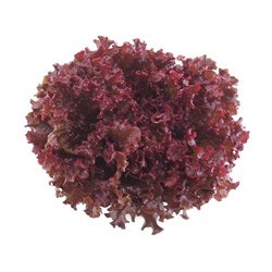 Carmesi Kırımızı Marul Fidesi