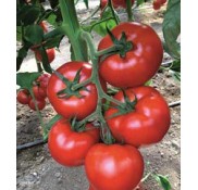 Cemal F1 Domates Fidesi