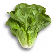 Cervantes Düz Marul Fidesi