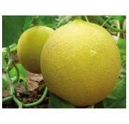 Çıtırex F1 Kavun Fidesi