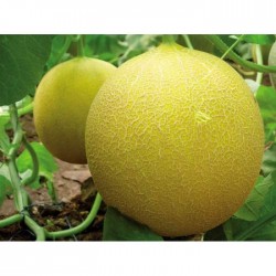 Çıtırex F1 Kavun Fidesi