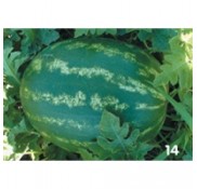 Crimson Tide F1 Karpuz Fidesi