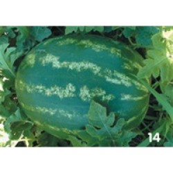 Crimson Tide F1 Karpuz Fidesi