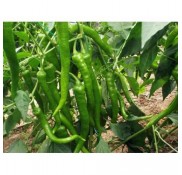 Demre Sivri Biber Fidesi