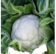 Eflatun F1 Karnabahar Fidesi