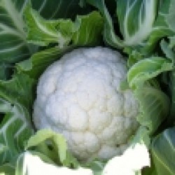 Eflatun F1 Karnabahar Fidesi