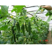 Fadia F1 Hıyar Fidesi