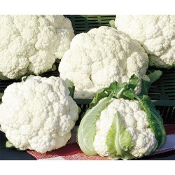 Fargo F1 Karnabahar Fidesi