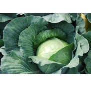 Fieldrocket F1 Beyaz Lahana Fidesi