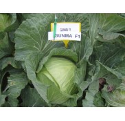 Gunma F1 Beyaz Lahana Fidesi
