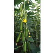 Halis F1 Badem Hıyar Fidesi