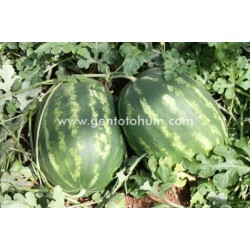 Joker F1 Karpuz Fidesi