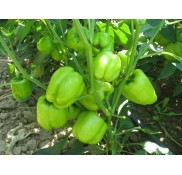 Kandil Dolma Biber Fidesi