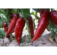 Kapello F1 Kapya Biber Fidesi