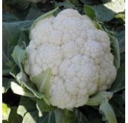 Karnabit F1 Karnabahar Fidesi