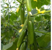 Kıtır F1 Sırık Hıyar Fidesi