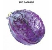 Kırmızı Lahana Fidesi