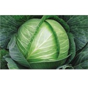 Megaton F1 Beyaz Lahana Fidesi